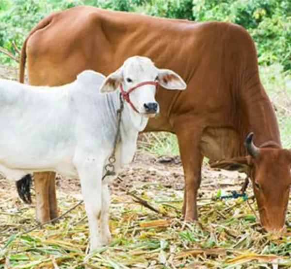 गौ सेवा – करुणा, संस्कृति और धर्म का संगम